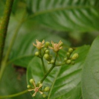Cipadessa baccifera (Roth) Miq.